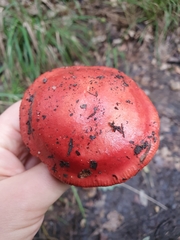 Russula emetica