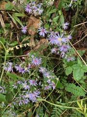 Symphyotrichum shortii