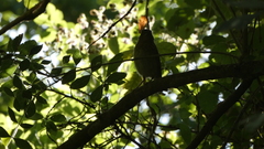 Luscinia megarhynchos