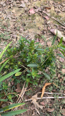 Acalypha
