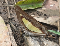Polyura athamas