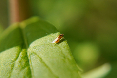 Chloropidae
