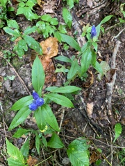 Gentiana clausa