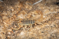 Parabuthus brevimanus