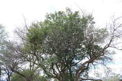 Sclerocarya birrea