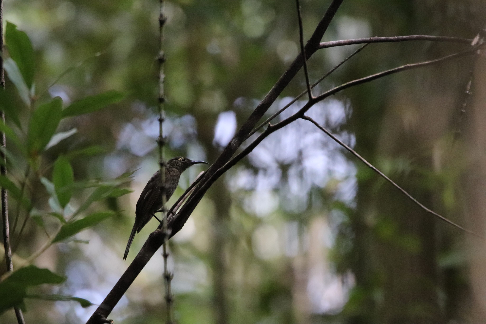 Dark-eared Myza (Myza celebensis), photo 9