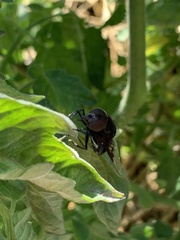 Copestylum violaceum