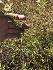 Eupatorium paludicola