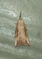 Hypena californica