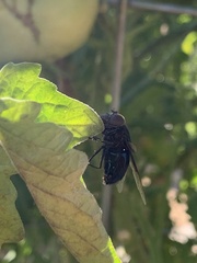 Copestylum violaceum