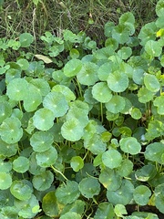 Hydrocotyle verticillata