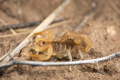 Uroplectes schlechteri