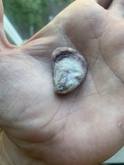 Ostrea lurida