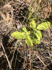 Physalis lanceolata