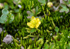Ranunculus pygmaeus