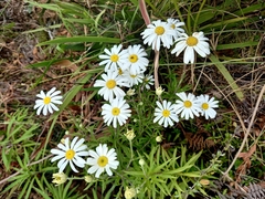 Osmitopsis osmitoides