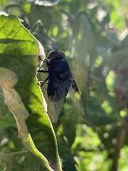 Copestylum violaceum