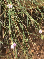 Stephanomeria pauciflora