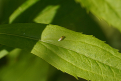 Chloropidae