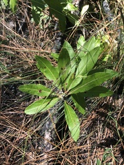 Stillingia sylvatica