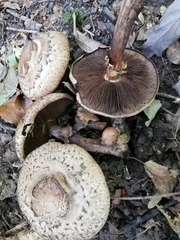 Agaricus bohusii