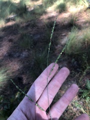 Paspalum bifidum