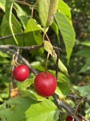 Prunus americana
