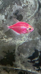 Gymnocorymbus ternetzi