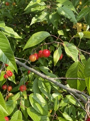 Prunus americana