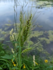 Echinochloa walteri