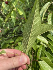 Prunus americana