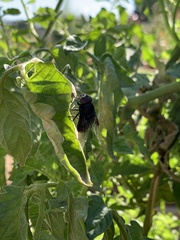 Copestylum violaceum
