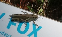 Melanoplus differentialis