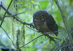 Megascops albogularis