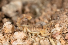 Parabuthus brevimanus