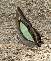 Polyura athamas