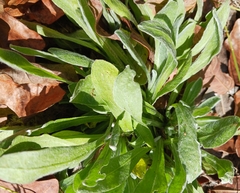 Chrysopsis gossypina