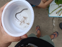 Monopterus javanensis