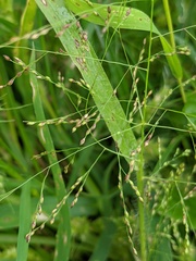 Panicum philadelphicum philadelphicum