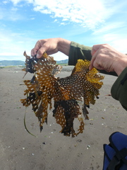 Thalassiophyllum clathrus