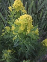 Euphorbia palustris