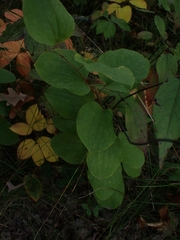 Smilax lasioneura