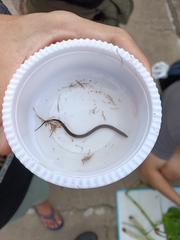 Monopterus javanensis