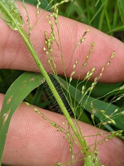 Panicum philadelphicum philadelphicum