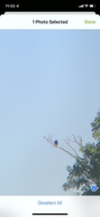 Cathartes aura