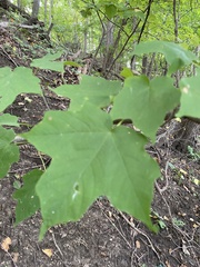 Acer nigrum