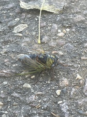 Megatibicen pronotalis