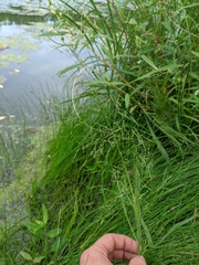 Panicum philadelphicum philadelphicum