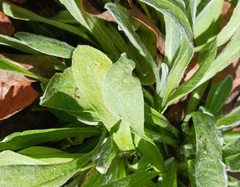 Chrysopsis gossypina