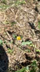 Kallstroemia parviflora